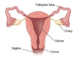 OvarianCysts